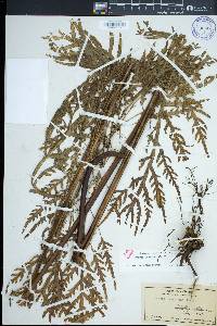 Pteris irregularis image