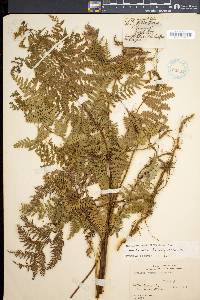 Hypolepis rugosula subsp. lactea image