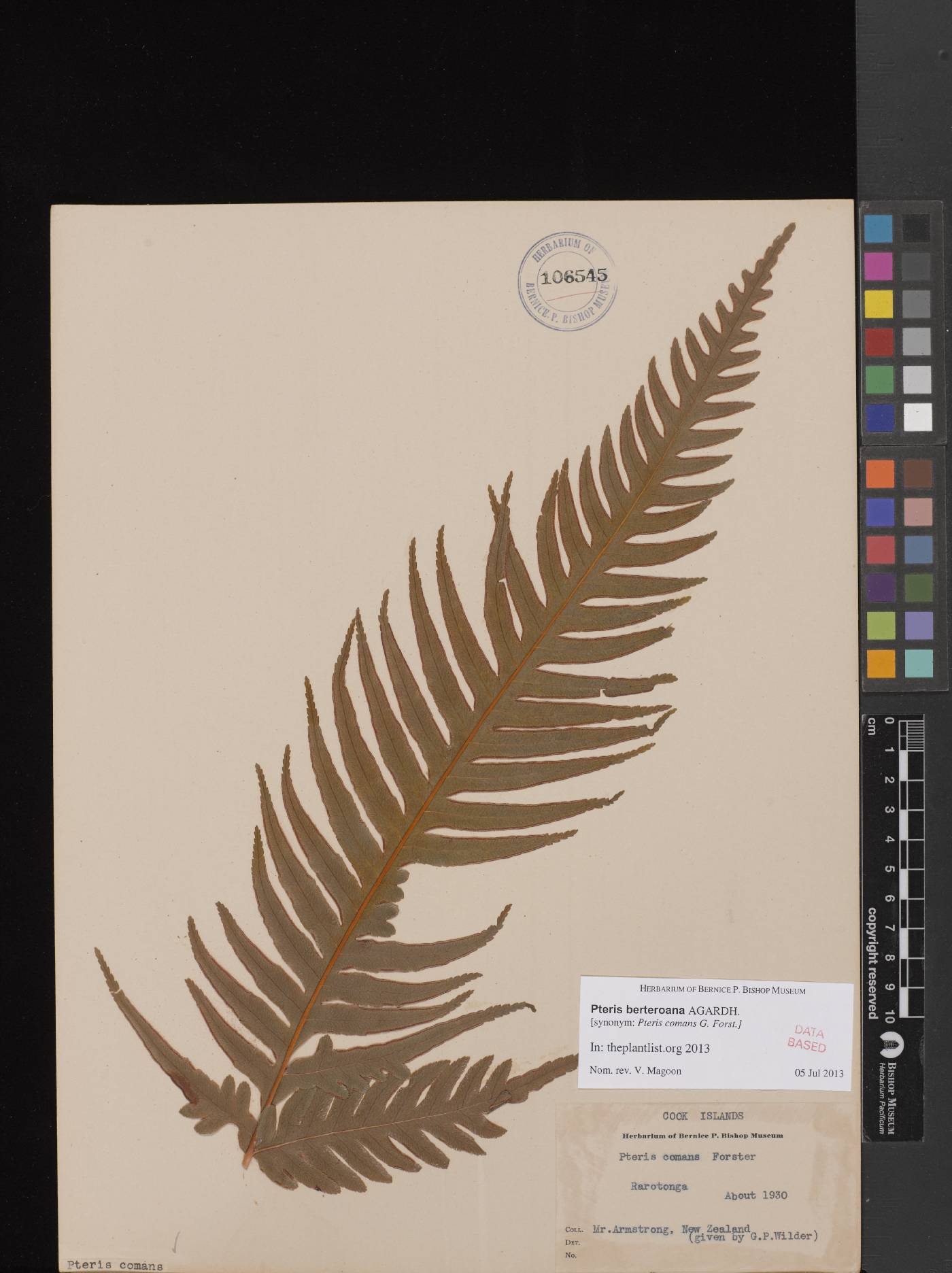 Pteris berteroana image