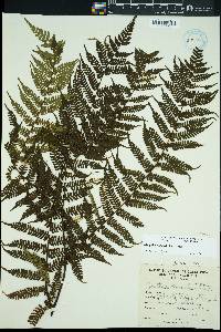 Alsophila polystichoides image