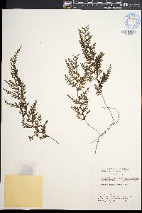 Hymenophyllum sanguinolentum image