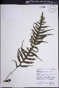 Phymatosorus scandens image