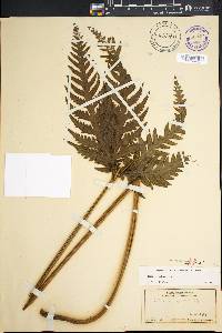 Pteris irregularis image