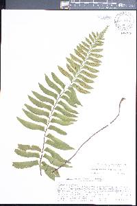 Hymenasplenium unilaterale image