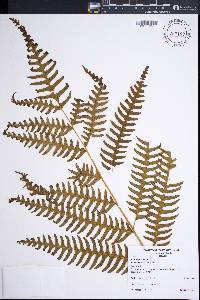 Pteridium revolutum image