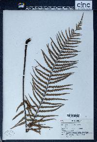 Asplenium horridum image