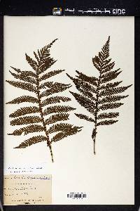 Diploblechnum fraseri image