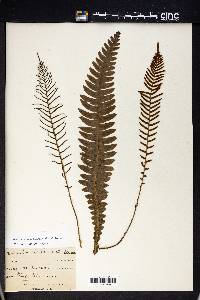 Blechnum lanceola image