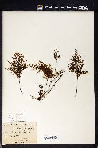 Hymenophyllum axillare image