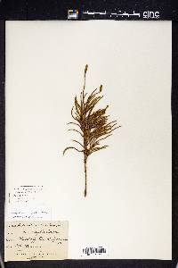 Austrolycopodium fastigiatum image