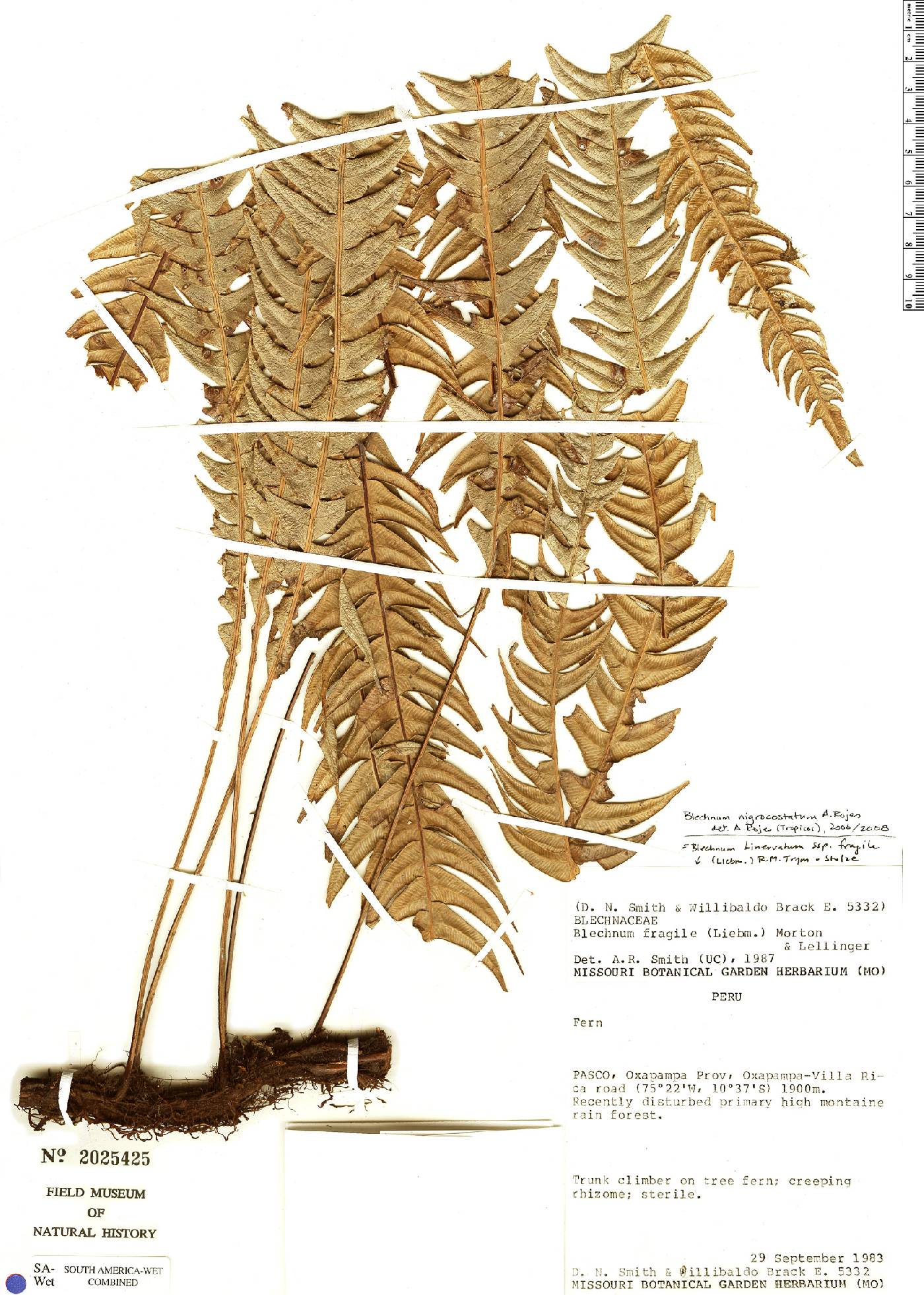 Lomaridium nigrocostatum image