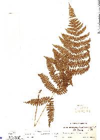 Ctenitis nigrovenia image