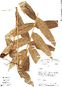 Cyclodium meniscioides var. meniscioides image