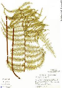 Diplopterygium bancroftii image