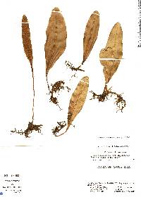 Elaphoglossum montgomeryi image