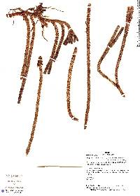 Phlegmariurus brevifolius image