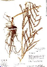 Polybotrya fractiserialis image