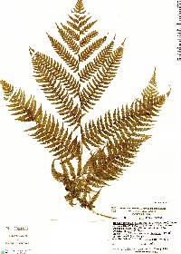 Sphaeropteris quindiuensis image