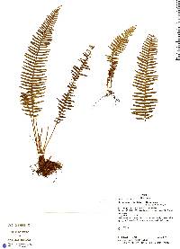 Mycopteris taxifolia image