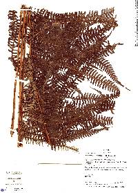 Amauropelta euchlora image