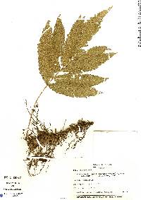 Goniopteris nicaraguensis image
