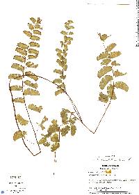 Adiantum philippense image