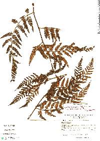 Cyathea squamipes image