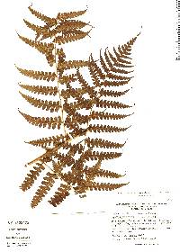 Dennstaedtia auriculata image