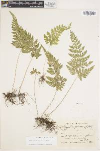 Polystichopsis pubescens image