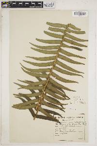 Blechnum punctulatum image