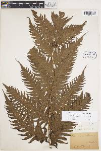 Woodwardia radicans image