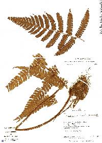 Image of Megalastrum honestum