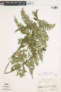 Asplenium athyrioides image