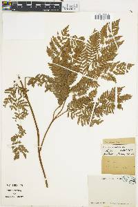 Pteridium caudatum image