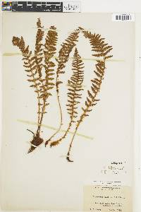 Dryopteris fragrans image