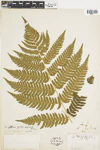 Dryopteris goldieana image