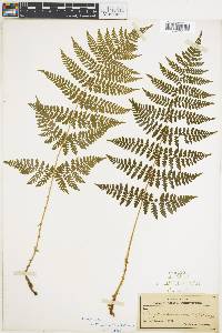 Dryopteris spinulosa image