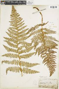 Dryopteris villarii image