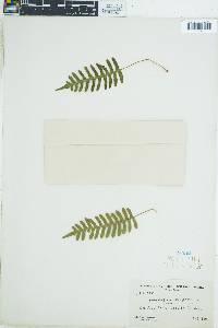 Polypodium vulgare image