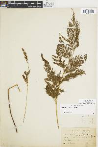 Anemia adiantifolia image