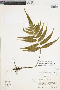 Hymenasplenium delitescens image