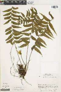 Asplenium pululahuae image