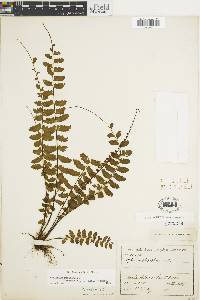 Asplenium cirrhatum image