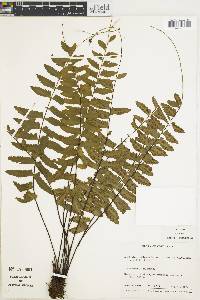 Asplenium cirrhatum image