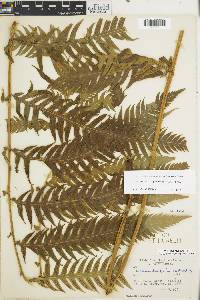 Woodwardia spinulosa image