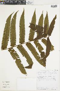 Cyathea choricarpa image