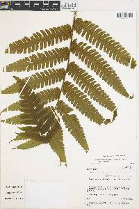 Cyathea mutica image