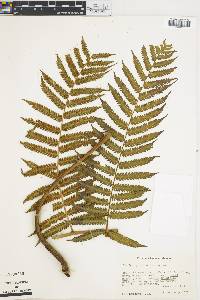 Cyathea tuerckheimii image