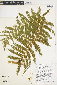 Cyathea costaricensis image