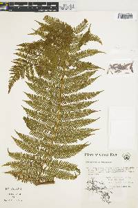 Cyathea bicrenata image